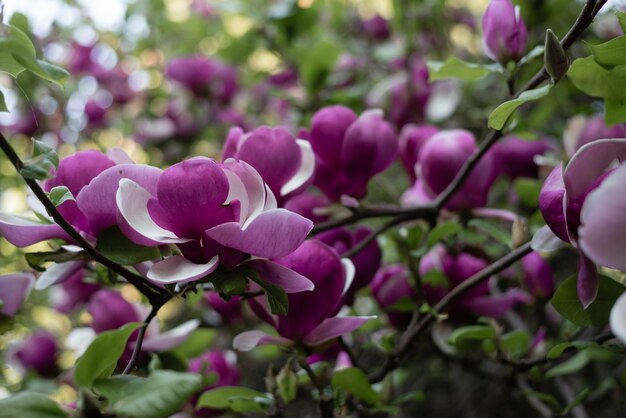 Flores de árbol de flor de magnolia rosa