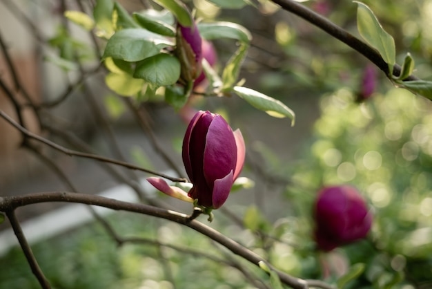 Flores de árbol de flor de magnolia rosa