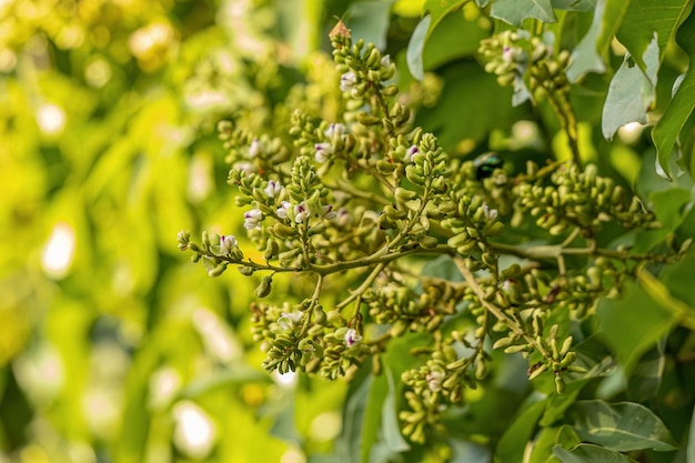 Foto flores de árbol de haba tonka