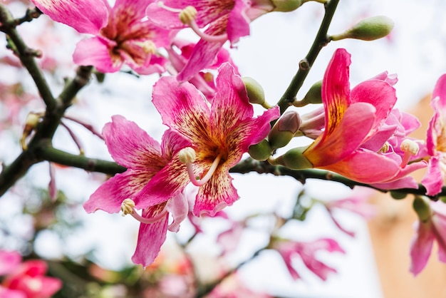 Foto flores del árbol del hilo de seda