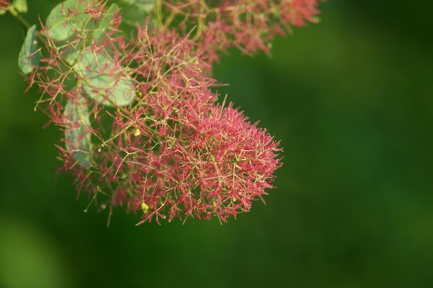 Flores de árbol de humo