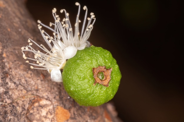 Flores de un árbol de Jaboticaba de la especie Plinia cauliflora