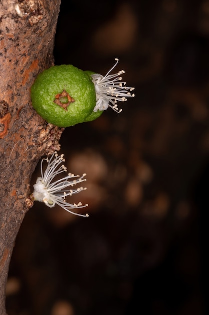 Flores de un árbol de Jaboticaba de la especie Plinia cauliflora