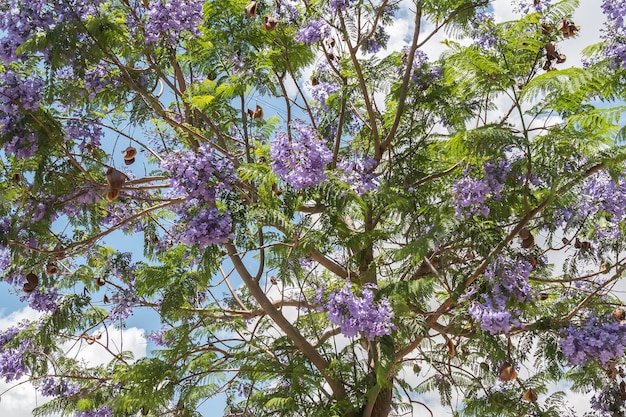 Flores del árbol de jacarandá