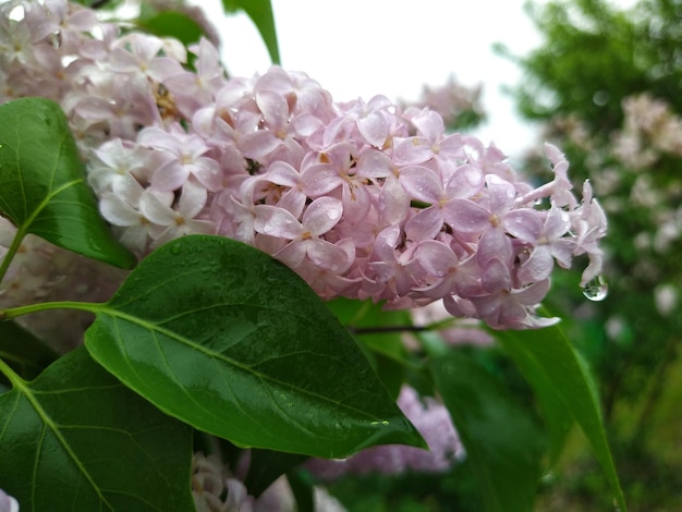 Flores del árbol lila