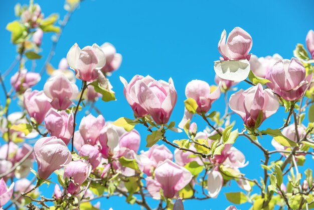 Flores de árbol de Magnolia soulangiana con fondo de cielo azul