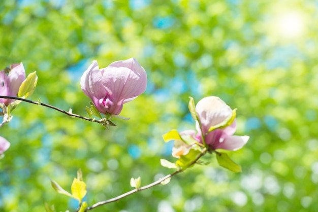 Flores de árbol de magnolia soulangiana con hojas verdes y sol en el fondo