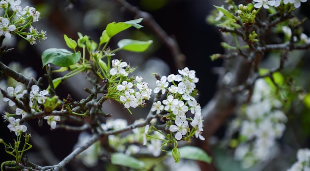 Flores de árbol de primavera de fondo