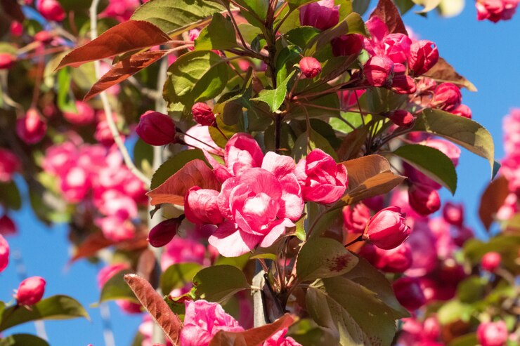 Flores en un árbol en primavera, manzano.