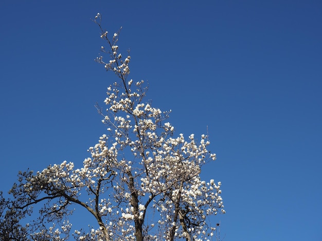 Flores de árbol sobre cielo azul