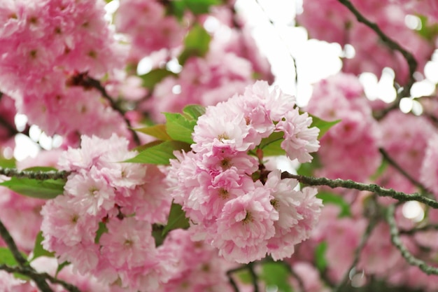 Flores de árbol sobre fondo de cielo