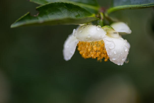 Flores de árbol de té bajo la lluvia, pétalos con gotas de lluvia