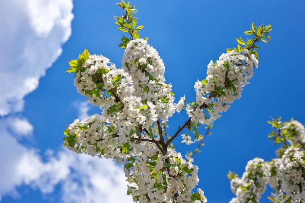 Flores en el árbol. Temporada de primavera