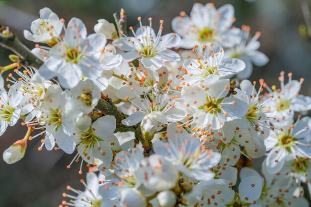 Foto las flores de los árboles de cerca