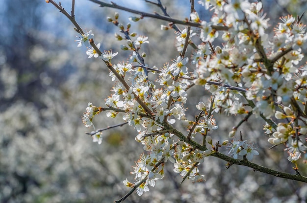 las flores de los árboles de cerca