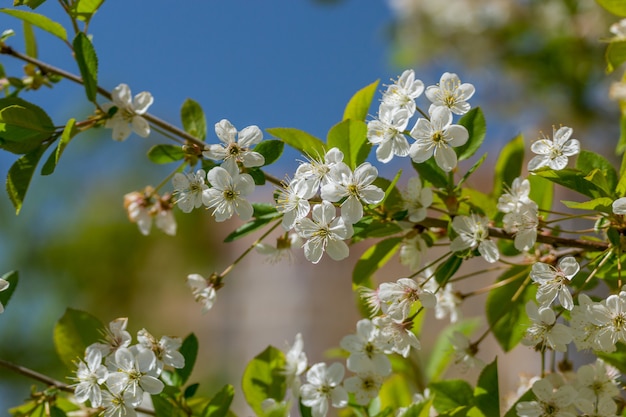 Flores de árboles florecientes