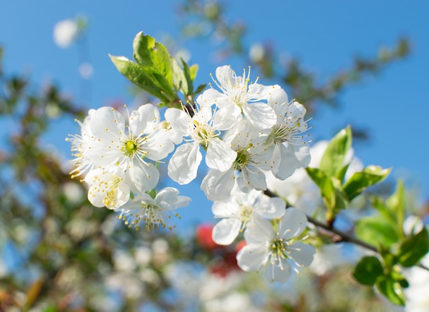 Flores de árboles frutales blancos en el parque