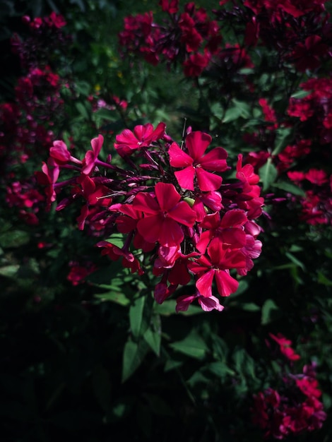 Flores en un arbusto. Flox en flor.