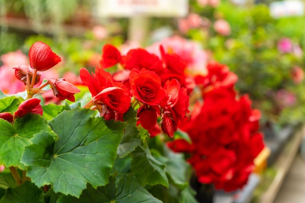 Flores de arbusto de rosas rojas en flor en la tienda de plantas