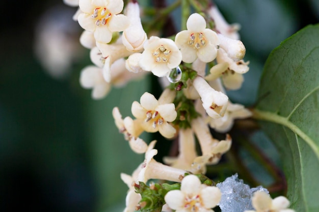 Las flores del arbusto Viburnum tinus 'Gwenllian' florecen en febrero a finales de invierno