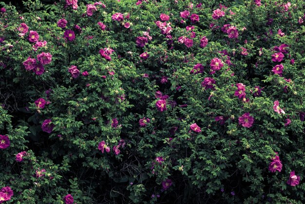 Foto flores en el arbusto