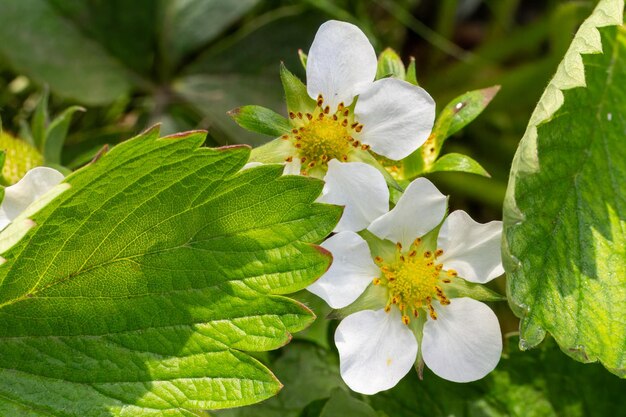 Foto las flores de los arbustos de fresa en el jardín en primavera