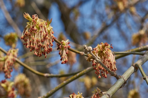 Las flores de arce de hojas de ceniza o las inflorescencias de arce americano lat Acer negundo se disuelven