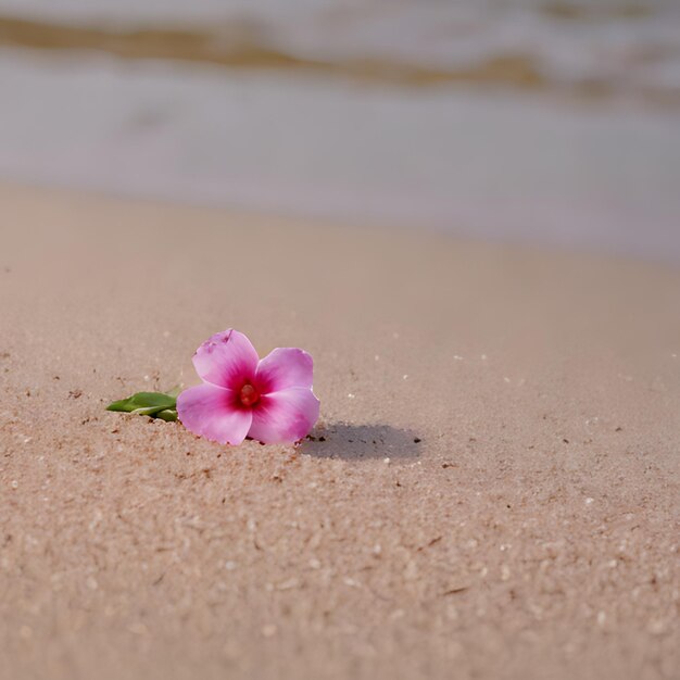 Foto una flores en la arena con una flor en la arena