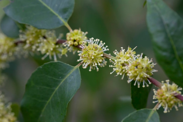 Flores Árvore em flor Linden Árvore Primavera foco seletivo