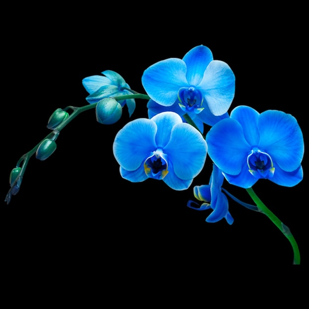Foto flores as orquídeas são plantas que pertencem à família das orquídeas, um grupo diversificado e difundido de