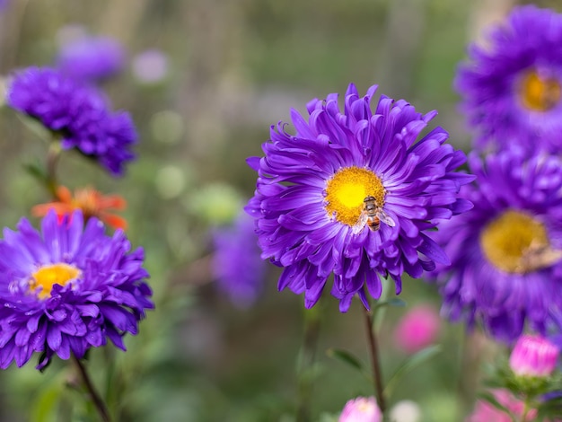 Flores de aster con abejas recogiendo polen o néctar en el jardín.