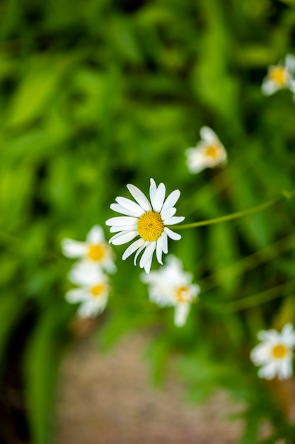 Flores de aster en el campo