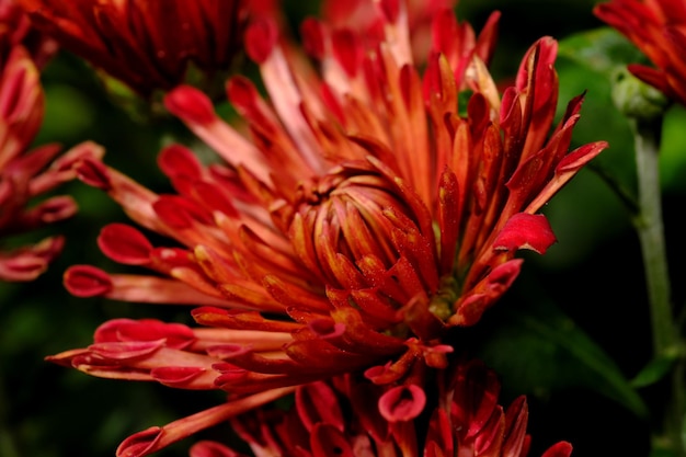 Flores de aster de jardín de primer plano