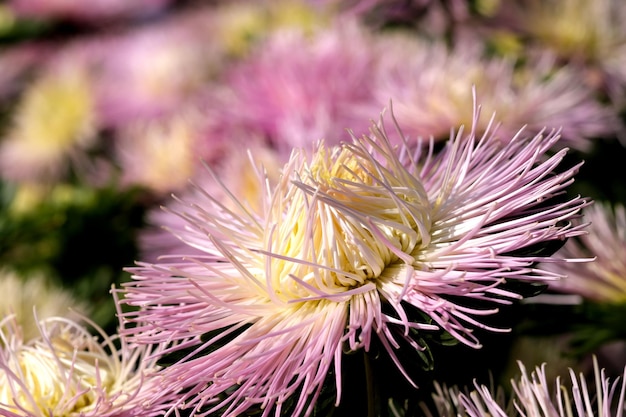 Flores de aster de jardín de primer plano