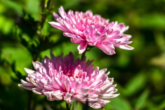 Flores aster en el jardín.