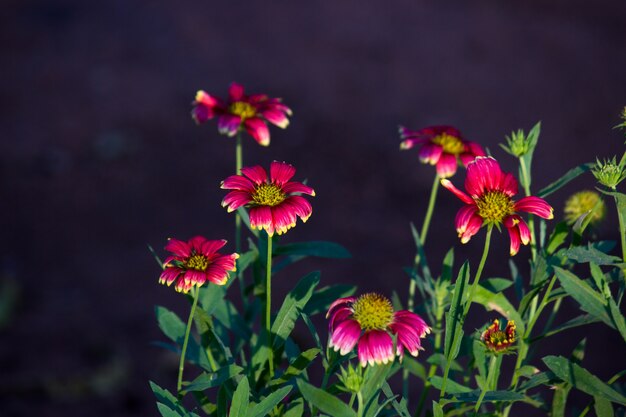 Flores Aster