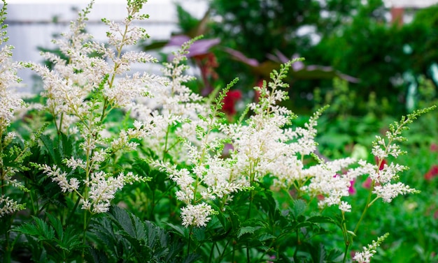 Flores de astilba blancas recogidas en inflorescencias contra el fondo de follaje verde en el jardín Desenfoque