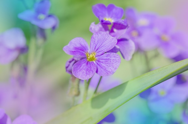 Flores de Aubretia o Aubrieta Deltoidea Aubrieta cultorum en el jardín Cobertura del suelo Aubrieta