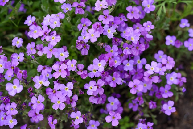 Flores aubriette roxas no jardim na primavera