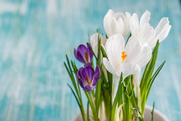 Flores de azafrán blancas y moradas en una maceta blanca