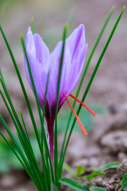 Flores de azafrán en un campo de azafrán durante la floración.