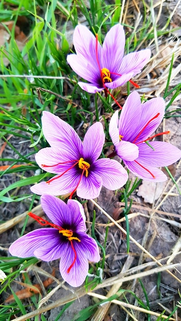 Flores de azafrán en el campo