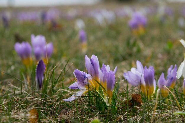 Flores de azafrán en un claro de primavera blanco púrpura