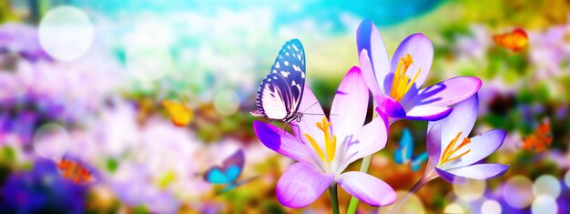 Flores de azafrán en un enfoque suave en un día soleado de primavera con mariposas