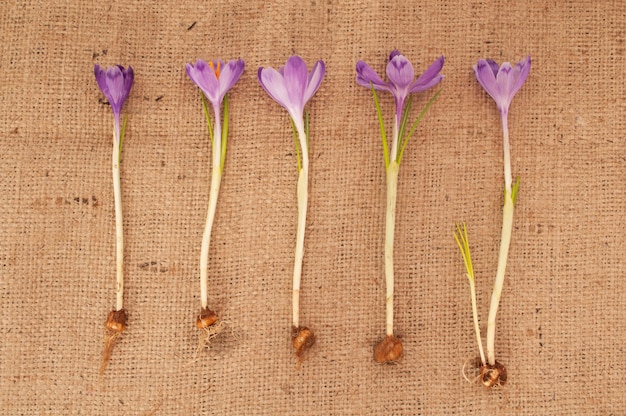 Flores de azafrán Plantas con raíces y bulbos sobre fondo de arpillera