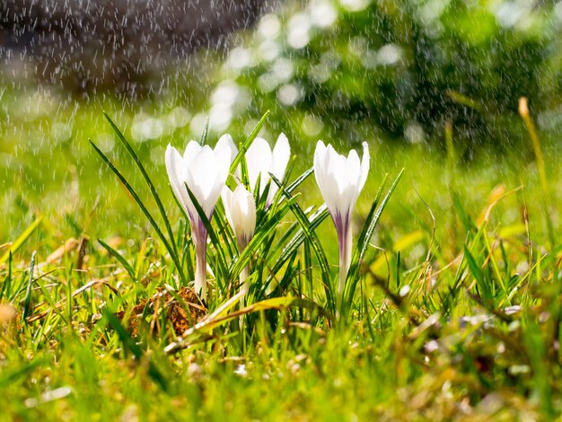 Flores de azafrán en prado bajo el sol bajo la lluvia