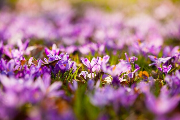 Las flores de azafrán de primavera se cierran en el parque. Hermosa naturaleza para la inspiración, Planeta Tierra