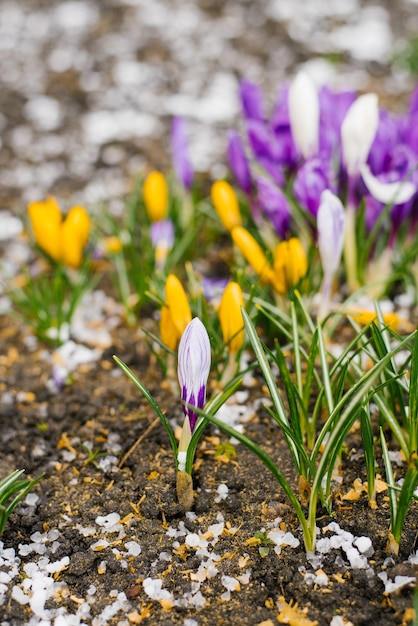 Las flores de azafrán de primavera florecen en el jardín bajo la nieve.