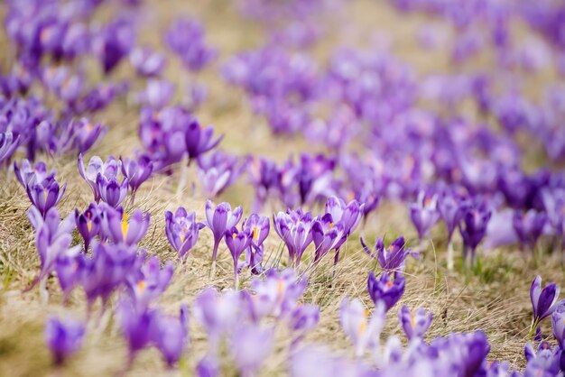 Flores de azafrán de primavera