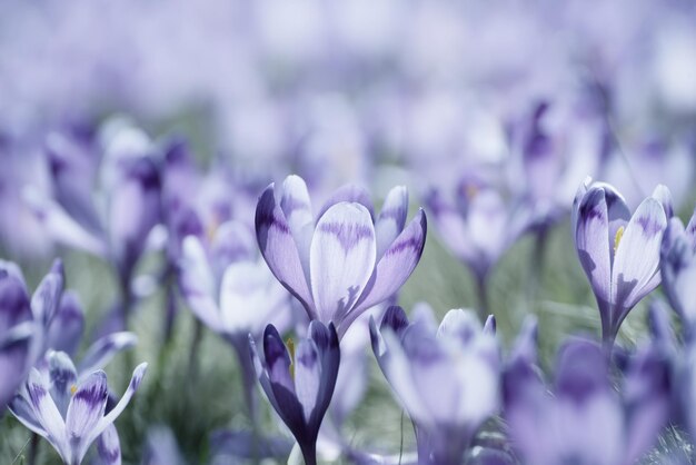 Flores de azafrán de primavera